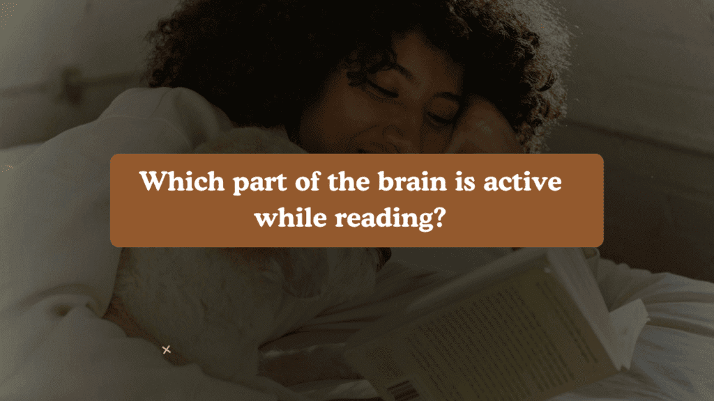 Which part of the brain is active while reading?